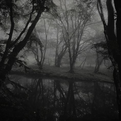 Dark Forest Aesthetic, Dark Fairycore, Forest Aesthetic, Dark Aesthetics, Foggy Forest, Night Forest, Spooky Scary, Fantasy Aesthetic, Dark Places