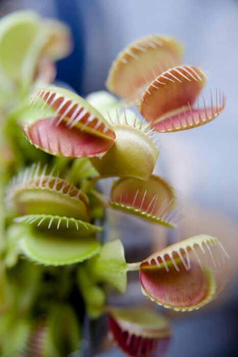 Venus Flytrap, Spring Palette, Palette Inspiration, Venus Fly Trap, Fly Traps, Unusual Plants, Floral Inspiration, Carnivorous Plants, Cactus Y Suculentas