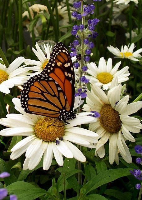 Butterfly on daisies Photo Papillon, Daisy Love, Butterfly Pictures, Butterfly Kisses, Airbrush Art, Butterfly Garden, Butterfly Flowers, Monarch Butterfly, A Butterfly