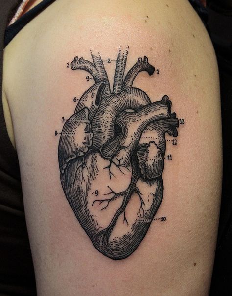 Real Heart Tattoos, Human Heart Tattoo, Realistic Heart Tattoo, Anatomical Tattoos, Science Tattoo, Tattoo Son, Anatomical Heart Tattoo, Music Note Tattoo, Note Tattoo