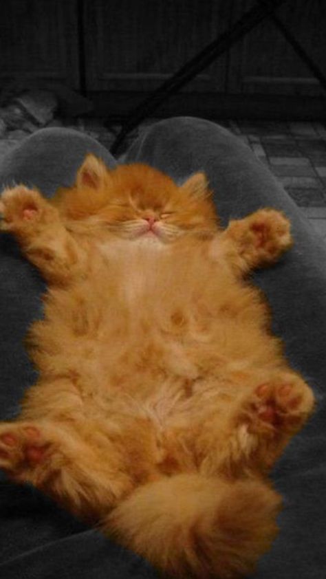 Ginger Cats Aesthetic, Orange Cats Aesthetic, Ginger Cat Aesthetic, Fluffy Ginger Cat, Fluffy Orange Cat, Orange Cat Aesthetic, Regnul Animal, Ginger Kitten, Cats Photos