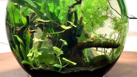 Klein Aquarium, Bowl Aquarium, Betta Fish Bowl, Jar Garden, Water Plants Indoor, Water Terrarium, Desktop Aquarium, Small Water Gardens, Tank Plants