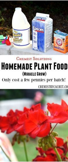 Easy Homemade Plant Food Recipe (Miracle Grow)! This post is part of the chemist solutions series, sharing awesome knowledge for you on chemistrycachet.com Homemade Plant Food For Flowers, Plant Food Diy, Home Made Fertilizer, Homemade Plant Fertilizer, Homemade Plant Food, Natural Plant Fertilizer, Diy Fertilizer, Flower Fertilizer, Organic Plant Food