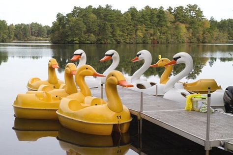 Boston Activities, Swan Boats, Pedal Boats, Pedal Boat, Lake Villa, Duck Boat, Duck Pond, Paddle Boat, Fish Farming