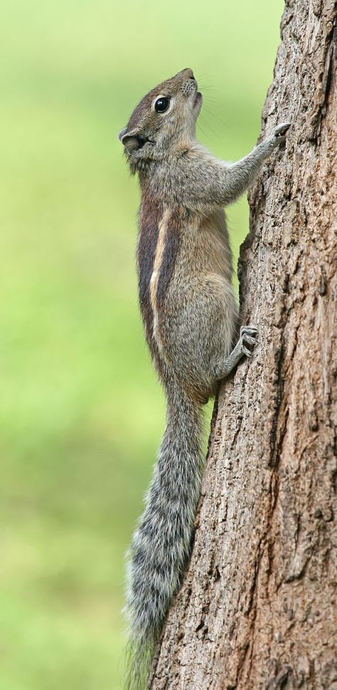 Indian Palm Squirrel, Bangalore, Karnataka, India Fried Pecans, Indian Squirrel, Indian Palm Squirrel, Tree Rat, Prairie Dogs, Nice Photography, Squirrel Girl, Easter Food, Prairie Dog