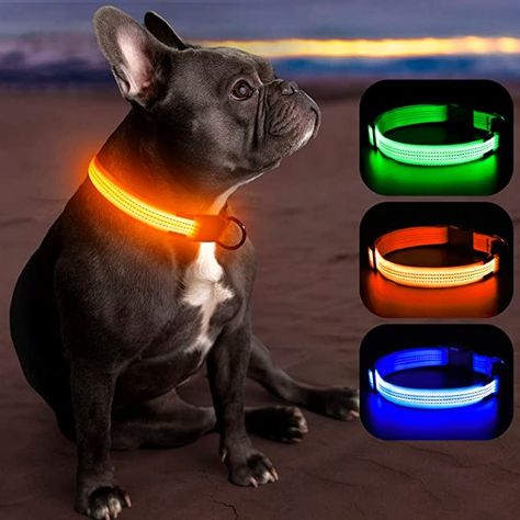 Animal Supplies, Cat Leash, Led Dog Collar, Small Animal Supplies, In The Darkness, Dog Leads, Gadget Gifts, Cat Accessories, The Darkness