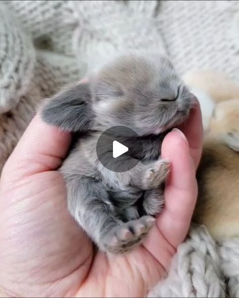 Bunny Pets, Tiny Baby Animals, Newborn Animals, Puppies And Kittens, Funny Animals With Captions, Cute Bunny Pictures, Adorable Newborn, Westie Dogs