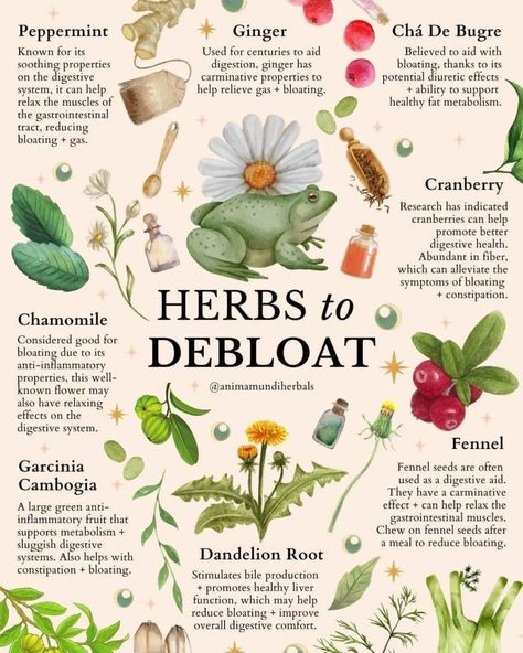 Folk Herbalism, Herbalism For Beginners, Herbs Collection, Herbs For Women, Herb Healing, Medical Garden, Herb Magic, Medicinal Herb Garden, Herbal Wellness