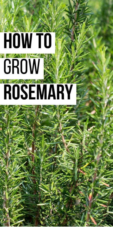 How to grow rosemary written over a background of rosemary plants. Decorative Herb Garden, Is Rosemary A Perennial, How To Grow Rosemary In A Pot, Planting Rosemary Outdoors, How To Take Care Of Rosemary Plant, How To Plant Rosemary, Rosemary Plant Landscaping, Propagating Sage, Planting Rosemary