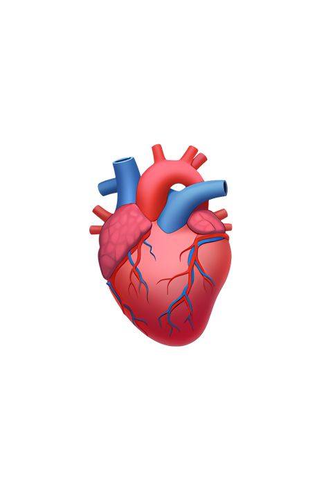 The 🫀 Anatomical Heart emoji depicts a realistic, detailed drawing of a human heart. It is shown from a front-facing perspective, with the four chambers clearly visible. The heart is shaded in a deep red color, with veins and arteries branching out from it. The emoji has a three-dimensional appearance, with shadows and highlights adding depth to the image. Overall, the 🫀 Anatomical Heart emoji is a highly accurate representation of the human heart. Heart Emoji Stickers, Iphone Png, Phone Emoji, Emoji Heart, Emoji Copy, Apple Emojis, Emoji 2, Emoji Stickers Iphone, Hand Emoji