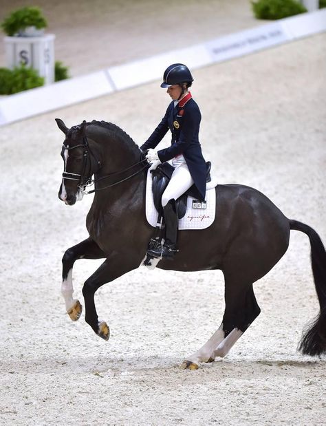 Charlotte Dujardin, Equestrian Dressage, Dressage Training, Horse Inspiration, Horse Dressage, Dressage Horses, Horse Blankets, Sport Horse, Horse Equestrian