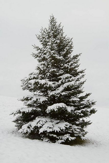 "((Snow covered pine tree.))"   Thank you Dear God for lovely fresh and refreshing Pine trees.....such healing scent in their pitch....and such graceful beauty..... Evergreen Tree Tattoo, Christmas People, Pine Tree Painting, Winter Szenen, Snow Tree, Christmas Carols, Pretty Pics, Tree Photography, Winter Magic