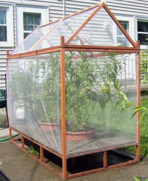 Bug free Diy Monarch Butterfly, Butterfly Enclosure, Monarch Butterfly Habitat, Raising Monarch Butterflies, Butterfly Cage, Monarch Butterfly Garden, Butterfly Habitat, Butterfly Houses, Greenhouse Shed