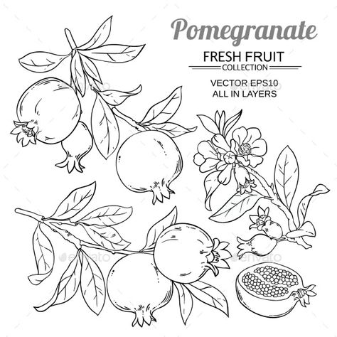 Pomegranate Branches Vector Set by cuttlefish84 | GraphicRiver Pomegranate Drawing, Pomegranate Tattoo, Pomegranate Art, Pomegranate Design, Branch Vector, Fruits Drawing, Pomegranate Fruit, Illustration Botanique, Flower Sketches