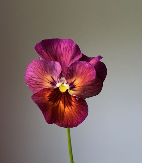 All About Pansies: How to Grow Them + A Variety Guide Shades Of Violet, Still Life Flowers, Landscape Sketch, Watercolour Inspiration, Soil Layers, Pansies Flowers, Paper Flower Tutorial, Growing Seeds, Gorgeous Gardens