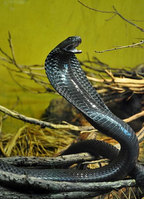 Weird Looking Animals, Black Mamba Snake, Venomous Animals, Snake Photos, Colorful Snakes, Lion Photography, Venomous Snakes, Cobra Snake, Reptile Snakes