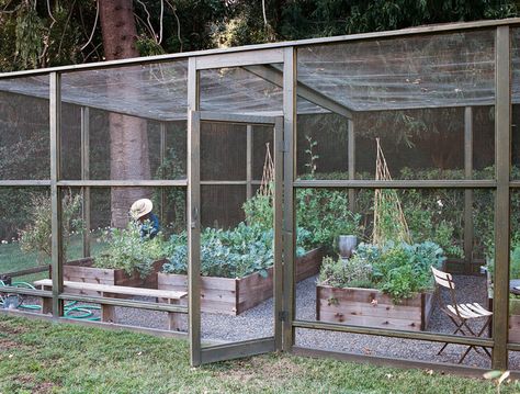 YES! Screened in garden with raised beds.  Keeping out birds, large bugs, dogs, and chickens Screened In Garden, Garden With Raised Beds, Plan Potager, Kebun Herbal, Deer Resistant Garden, Taman Diy, Vegetable Beds Raised, Vegetable Garden Raised Beds, Gardens Ideas