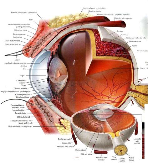 Eye Diagram Anatomy, Cornea Eye, Ophthalmology Art, Human Eye Diagram, Eye Diagram, Diagram Drawing, Anatomy Notes, Biology Diagrams, Learn Biology