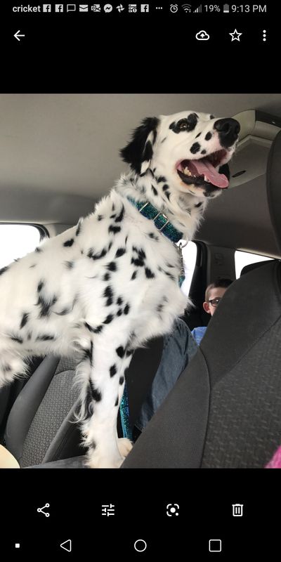 Long Coat Dalmatian, Fluffy Dalmatian, Dalmatian Mixed With Doberman, Dalmatian With Blue Eyes, Long Coat Dalmatian Puppy, Long Coated Dalmatian, Long Haired Dalmatian, Doberman Mix, Dalmatian Mix