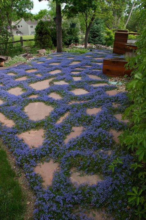 Garden Paths, Ground Cover Shade, Oregon Garden, Stone Path, Ground Cover Plants, Have Inspiration, Garden Cottage, Ground Cover, Dream Garden