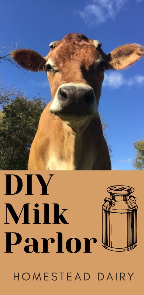 DIY Milking Parlor - Rough and Tumble Farmhouse Milk Stanchion, Milk Parlor, Milking Parlor, Homesteading Diy Projects, Parlour Design, Two Cows, Barn Layout, Miniature Cows, Backyard Design Ideas Budget