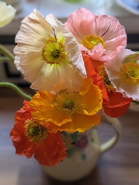 Iceland Poppy Flower, Arctic Poppy, Allotment Flowers, Flowers Reference, Poppy Flower Bouquet, Iceland Poppies, Icelandic Poppy, Kitchen Mural, Iceland Poppy