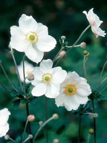 Flowering Shrubs For Shade, Shade Flowers Perennial, Tall Shrubs, Shade Shrubs, Japanese Anemone, Hgtv Garden, Yard House, Shade Flowers, Shade Perennials