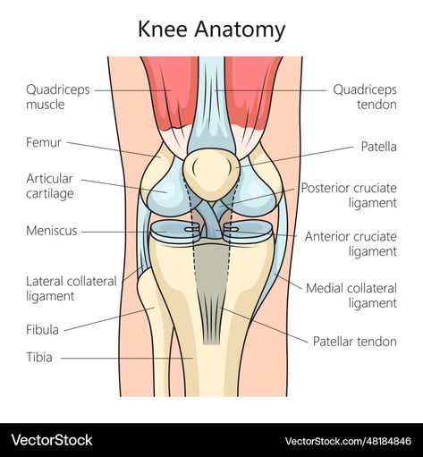 Joints And Ligaments Anatomy, Types Of Joints Anatomy, Knee Joints Drawing, Tibia And Fibula Anatomy, Sports Medicine Notes, Knee Anatomy Drawing, Athletic Training Student, Knee Anatomy, Joints Anatomy