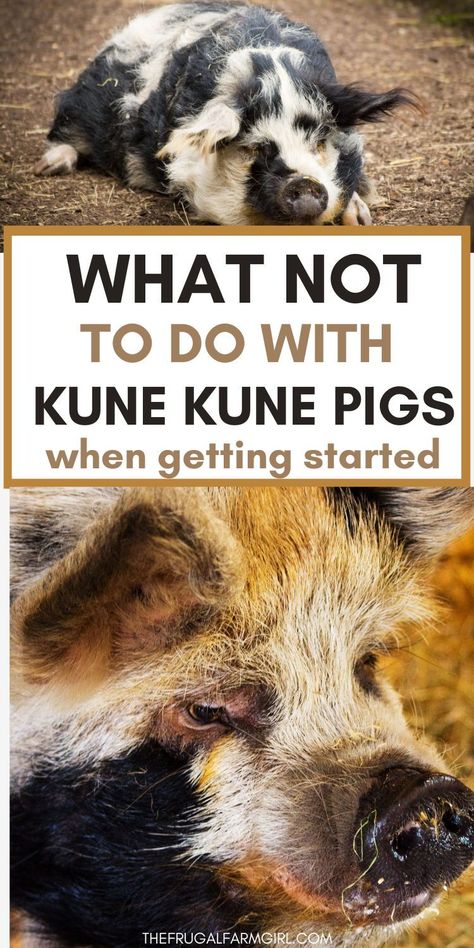 Learn the valuable lessons we learned when we decided to sell our Kune Kune pig. From unexpected challenges to personal growth, find out why it was a decision we never regretted. Ready to learn more? Click to read our story now Mini Pigs For Sale, Kunekune Pigs, Kune Kune Pigs, Livestock Shelter, Pig Gif, Raising Pigs, Raising Farm Animals, Miniature Pigs, Micro Pigs