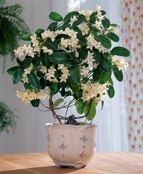 8 Best Indoor Jasmine Varieties to Grow | Balcony Garden Web Chinese Indoor Plants, Jasmine Plant Indoor Hanging, Grow Jasmine Indoors, Potted Jasmine Plant, Jasmine Potted Plant, House Flowers Indoor, Potted Flowers Indoor, Growing Jasmine Indoors, Pretty Indoor Plants