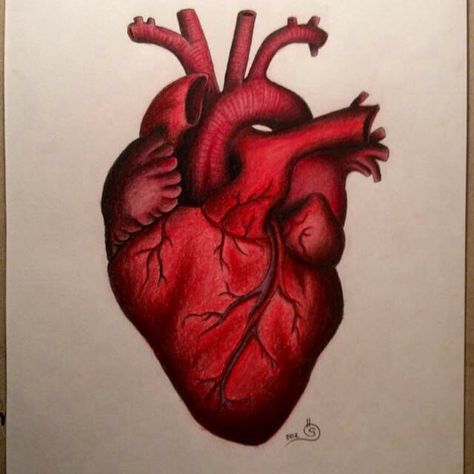 Anatomical Heart Tattoo Gemini Sign Tattoo, Anatomical Heart Drawing, Anatomical Tattoos, Human Heart Drawing, Quotes Outdoors, Carpet Ideas 2023, Anatomical Heart Art, Heart Drawings, Anatomical Heart Tattoo