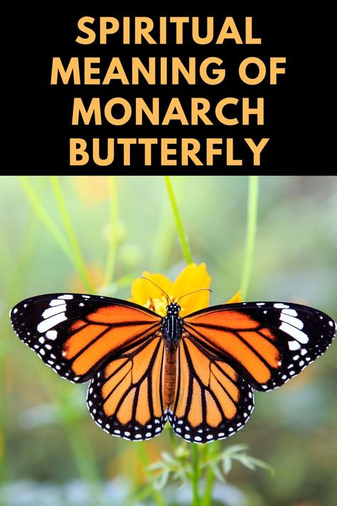 Monarch Butterfly Meaning, Monarch Butterfly Flying, Beautiful Butterflies Quotes, Butterfly Symbolism, Monarch Butterflies Art, Butterfly Meaning, Monarch Butterfly Garden, Monarch Butterfly Tattoo, Butterfly Tattoos On Arm