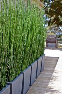 Privacy Screen Plants, Cane Plant, Screen Plants, Privacy Plants, Patio Privacy, Backyard Privacy, Pond Plants, Privacy Screen Outdoor, Outdoor Privacy