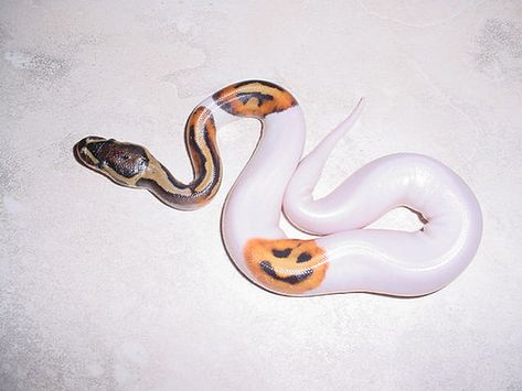 https://flic.kr/p/5jxFk9 | yr2008 female Piebald Ball Python #1     "Happy Face I" Ball Python Pet, Pretty Snakes, Ball Python Morphs, Snake Lovers, Cute Reptiles, Cute Snake, Beautiful Snakes, Pet Snake, Ball Python