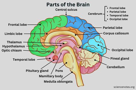 Brain Functions Diagram, Brain Labelled Diagram, Labelled Diagram Of Brain, Brain Labeled Diagram, Parts Of The Brain And Function, Brain Diagram Anatomy, The Brain Diagram, Brain Parts And Functions, Part Of Brain