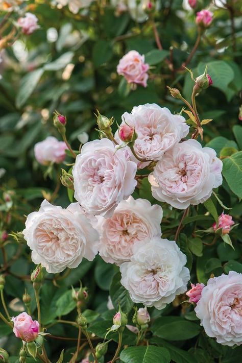 The Albrighton Rambler ™ (Ausmobile) Deadheading Roses, David Austin Rose, Rose Delivery, Austin Rose, Rose Care, Gardening Trends, Fine Gardening, Growing Roses, David Austin Roses