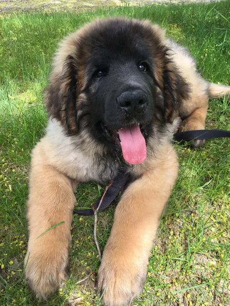 Leonberger Dog Puppy, Massive Dog Breeds, Leonberger Puppy, Leonberger Dog, Rare Dogs, Beautiful Dog Breeds, Very Cute Puppies, Lion Dog, Pretty Dogs