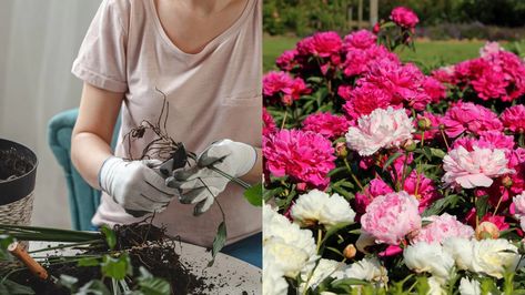 When And How To Transplant Peonies Transplanting Peonies, Transplant Peonies, Peony Care, Planting Peonies, Plant Tips, Peony Root, Tree Peony, Short Plants, Red Bud