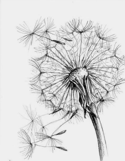 Dandelion Tattoo Design, Dandelion Drawing, Dandelion Art, Dandelion Tattoo, Cool Pencil Drawings, Pencil Art Drawings, A Drawing, Pencil Art, Botanical Art