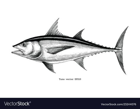 Tuna Fish Illustration, Tuna Fish Tattoo, Tuna Drawing, Tuna Tattoo, Fish Engraving, Mushroom Background, Fish Sketch, Flash Ideas, Visual Design Trends