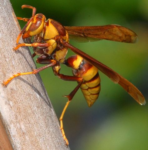 Executioner Wasp, Wasp Character, Key Journal, Paper Wasp, Macro Fotografia, Farm Day, Bees And Wasps, Beautiful Bugs, Unusual Animals