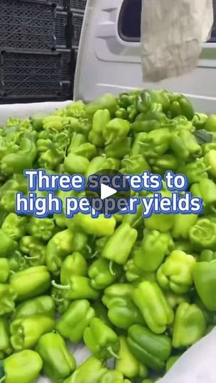 1.5M views · 32K reactions | Three Secret Tips to Get High Pepper Yields 
#planting #peppers #gardening #reelsfypシ | Garden and Planting Tips | Garden and Planting Tips · Original audio Planting Peppers, Plants Hacks, Gardening 2023, Peppers Garden, Argentinian Chimichurri, Garden Peppers, Pepper Growing, Growing Rhubarb, Growing Peppers