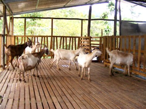 Goat Housing, Cow Shed Design, Cattle Housing, Goat Fence, Sheep House, Goat Health, Goat Shed, Goat Shelter, Goat Pen