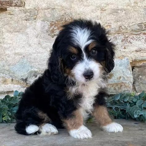 Bernedoodle & Mini Bernedoodle Puppies for Sale | Crockett Doodles Bernedoodle Mini, St Berdoodle, Crockett Doodles, Bernedoodle Puppies, Mini Bernedoodle, Mini Puppies, Big Dog Breeds, Bernedoodle Puppy, Really Cute Puppies