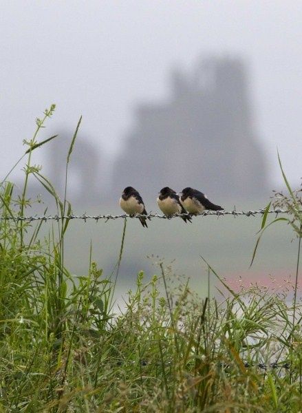 . Birds Sitting, Barbed Wire, Fence, Castle, Birds