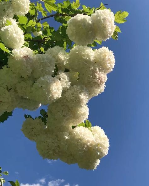 olivia on Instagram: “viburnum opulus 🤍” Viburnum Opulus, Flowers, On Instagram, Quick Saves, Instagram