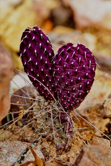 Cactus Heart Painting, Purple Heart Landscaping, Heart Succulent, Purple Cactus Aesthetic, Purple Heart Plant, Eclipse Of The Heart, Heart In Nature, Gods Hand, Handmade Heart