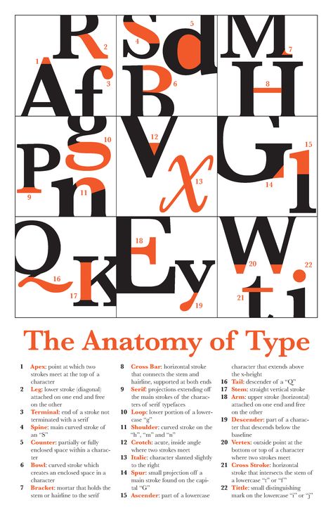 Anatomy of type Letter Anatomy Typography, Anatomy Of Type Poster, Typography Anatomy Poster, Type Anatomy Poster, Typeface Anatomy, Typography Anatomy, Font Anatomy, Anatomy Of Type, Typographic Composition