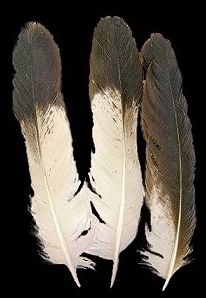 Eagle Feathers only more black to the tips An Arrow Tattoo, Bald Eagle Feather, Feather Bustle, Feather Identification, Feather Images, Hawk Feather, Feather Meaning, Art Feathers, Hawk Feathers