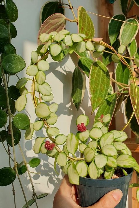 Hoya Griffithii Splash, Rare Hoya Plant Varieties, Hoya Sigilattis, Hoya Heuschkeliana Variegata, Hoyas Plant Varieties, Hoya Globulosa, Hoya Fungii, Hoya Crassipetiolata, Hoya Bloom